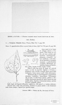 Uromyces appendiculatus image